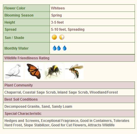 Thumbnail: Matilija Poppy - Romneya coulteri