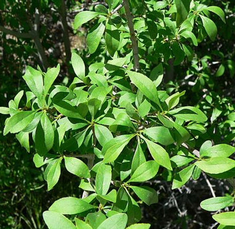 Thumbnail: Desert Olive - Forestiera pubescens
