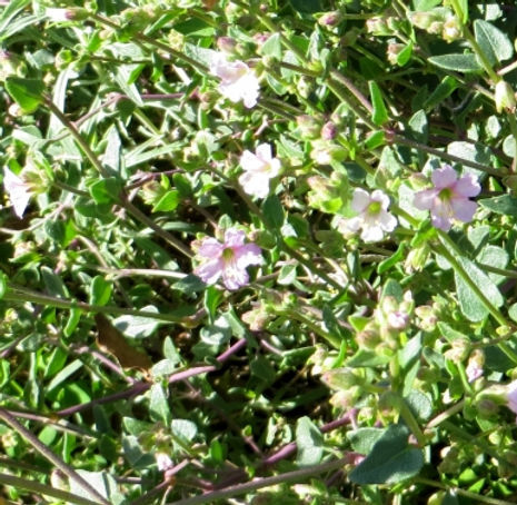 Thumbnail: Wishbone Bush - Mirabilis californica
