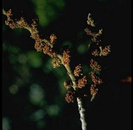 Thumbnail: Pacific Wax Myrtle - Myrica californica