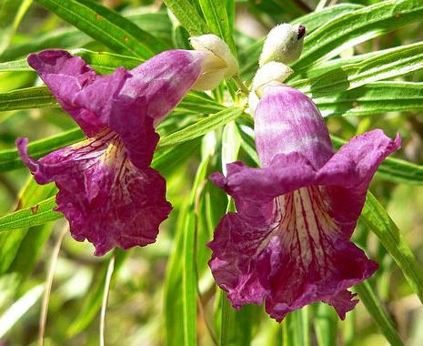 Thumbnail: Desert Willow - Chilopsis linearis