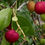 Thumbnail: Catalina Cherry - Prunus ilicifolia ssp. lyonii