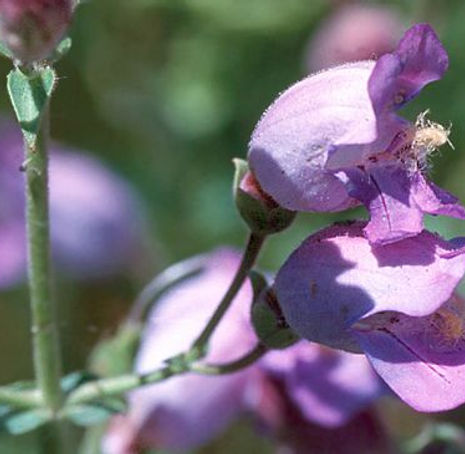Thumbnail: Grinnell's Penstemon - Penstemon grinnellii