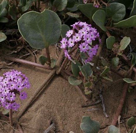 Thumbnail: Purple Sand Verbena - Abronia umbellata