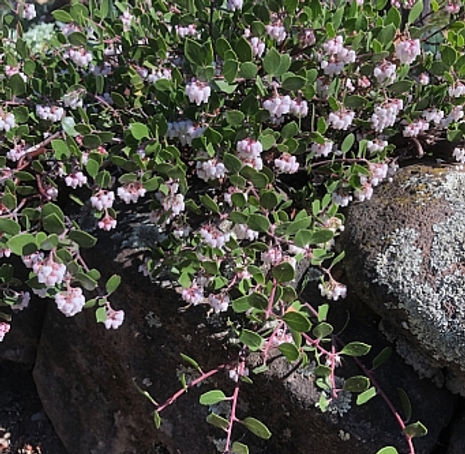 Monterey Carpet Manzanita - Arctostaphylos hookeri 'Monterey Carpet'