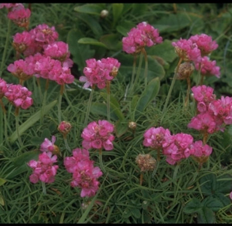 Thumbnail: California Seapink - Armeria maritima ssp. californica