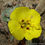 Thumbnail: Beach Primrose - Camissonia cheiranthifolia ssp. suffruticosa