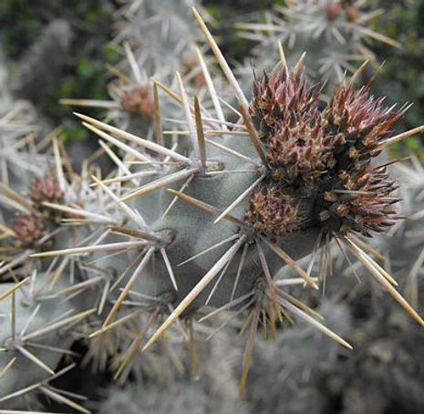 Thumbnail: Coastal Cholla - Cylindropuntia prolifera