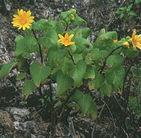 Thumbnail: Canyon Sunflower - Venegasia carpesioides