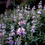Thumbnail: Purple Sage - Salvia leucophylla