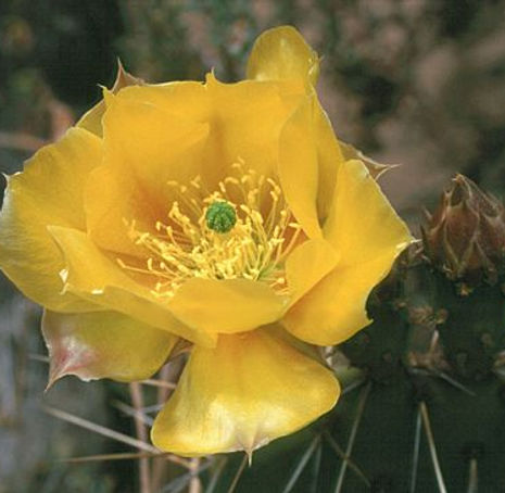 Thumbnail: Coastal Prickly Pear - Opuntia littoralis