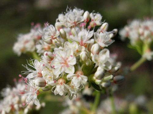 Thumbnail: Dana Point Buckwheat - Eriogonum fasciculatum 'Dana Point'