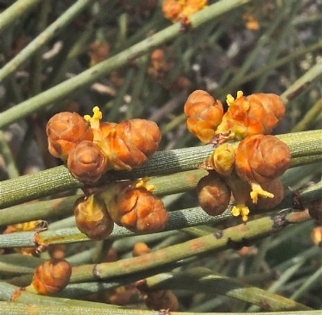 Thumbnail: Mormon Tea - Ephedra californica