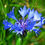 Miniature : Bleuet