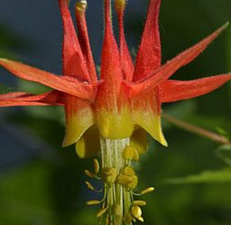 Thumbnail: California Columbine - Aquilegia formosa