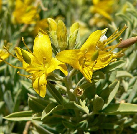 Bladderpod - Peritoma arborea