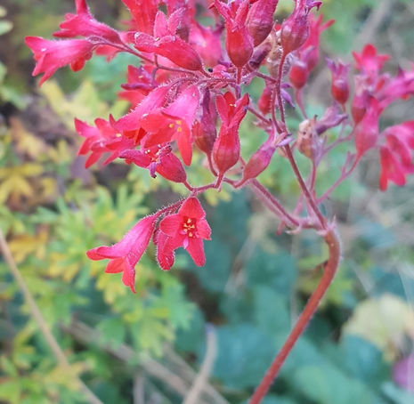 Thumbnail: Coral Bells - Heuchera sanguinea