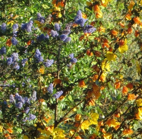 Thumbnail: Southern Flannelbush - Fremontodendron mexicanum
