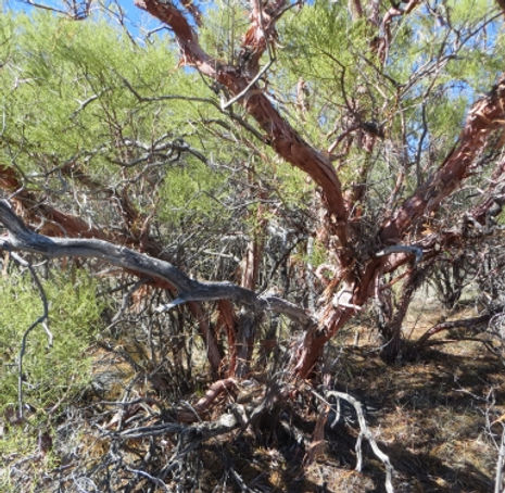 Thumbnail: Red Shank - Adenostomea sparsifolium