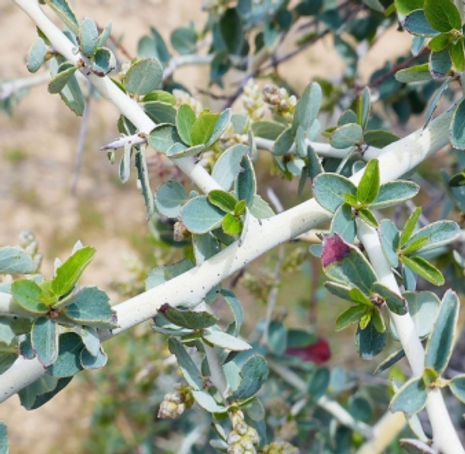 Whitebark Lilac - Ceanothus leucodermis