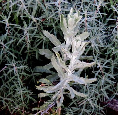 Thumbnail: California Sandaster - Corethrogyne filaginifolia var. filaginifolia