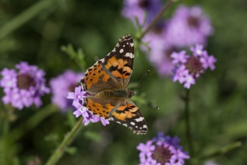 De La Mina Lilac Verbena - Verbena lilacina 'De La Mina' | Moosa