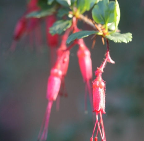 Thumbnail: Flowering Gooseberry - Ribes speciosum