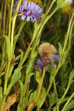 Thumbnail: Beach Daisy - Erigeron glaucus
