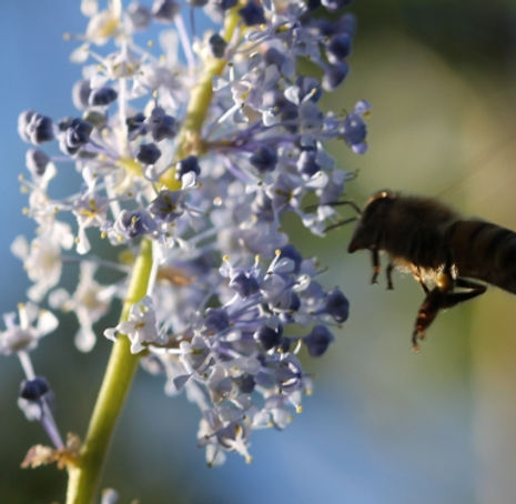 Thumbnail: Lakeside Lilac - Ceanothus cyaneus