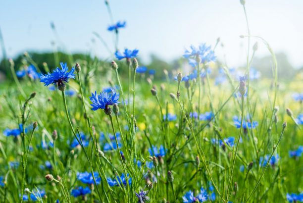 Miniature : Bleuet
