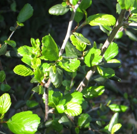 Thumbnail: Western Mountain Mahogany - Cercocarpus betuloides
