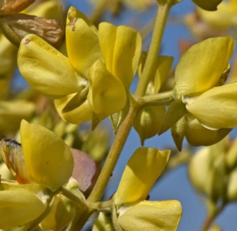 Thumbnail: Bush Lupine - Lupinus arboreus