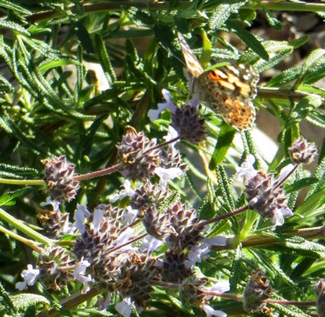 Thumbnail: Black Sage - Salvia mellifera