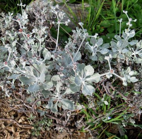 Thumbnail: Saffron Buckwheat - Eriogonum crocatum