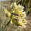 Thumbnail: Desert Milkweed - Asclepias subulata