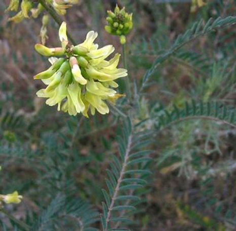 Thumbnail: Santa Barbara Milkvetch - Astragalus trichopodus