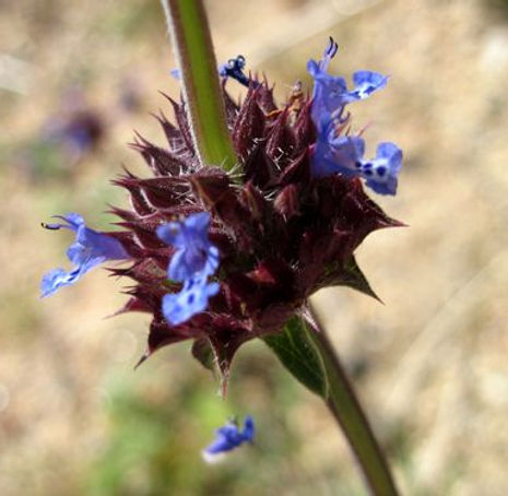 Thumbnail: Chia - Salvia columbariae