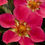 Thumbnail: Beach Strawberry 'Lipstick' - Fragaria chiloensis 'Lipstick'