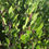 Thumbnail: Wayside Monterey Manzanita - Arctostaphylos hookeri 'Wayside'