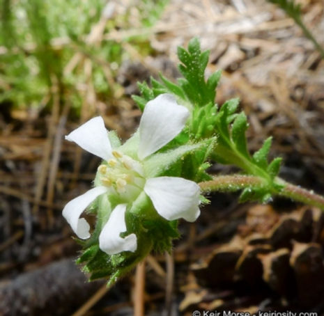 Thumbnail: Cleveland's horkelia - Horkelia clevelandii