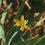 Thumbnail: Yellow-eyed Grass - Sisyrinchium californicum
