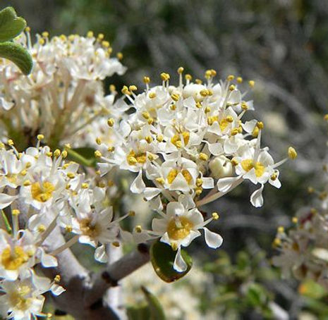 Thumbnail: Desert Ceanothus - Ceanothus greggii
