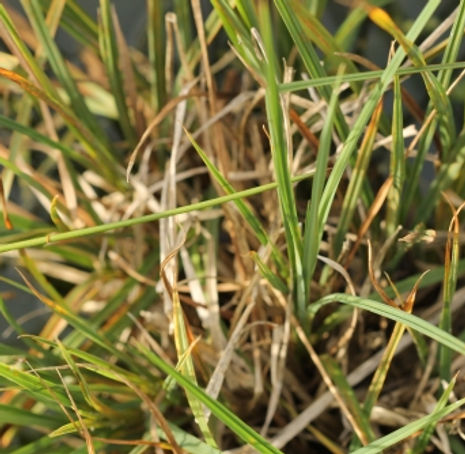 Thumbnail: Rough Sedge - Carex senta