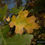 Thumbnail: California Black Oak - Quercus kelloggii