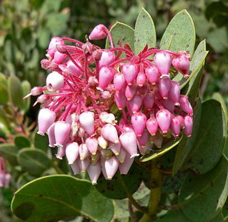 Pinkbracted Manzanita - Arctostaphylos pringlei