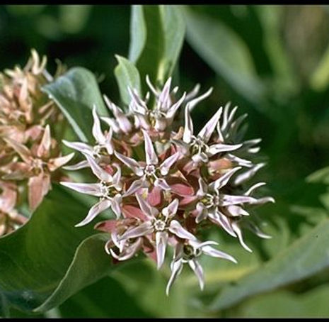 Thumbnail: Showy Milkweed - Asclepias speciosa