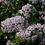 Thumbnail: Anchor Bay Ceanothus - Ceanothus gloriosus 'Anchor Bay'