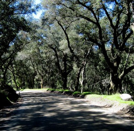Thumbnail: Coast Live Oak - Quercus agrifolia