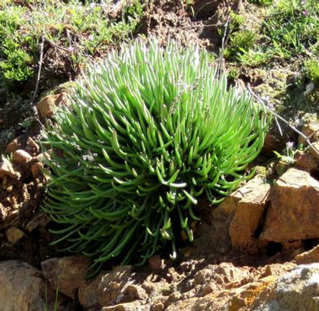 Thumbnail: San Diego Dudleya - Dudleya edulis