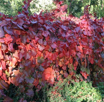 Thumbnail: Vitis 'Roger's Red' - Vitis Californica